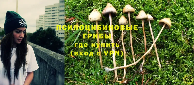 Псилоцибиновые грибы Psilocybine cubensis  Коряжма 